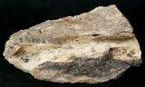 Triceratops Lower Jaw Section - Montana #13563-2